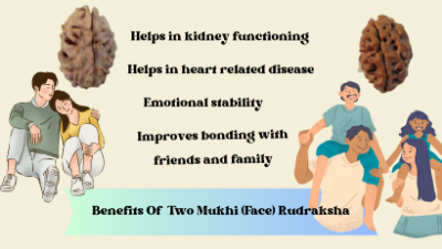 Benefits Of Rudraksha : Two Mukhi (Face) Rudraksha